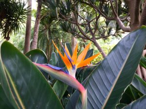 Paradijsbloem - Tenerife Retreats 2018